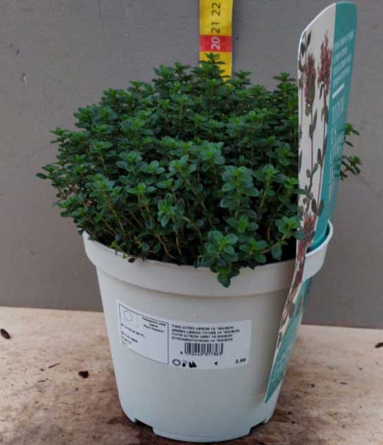 THYMUS CITRIODORUS AL LIMONE IN VASO 14CM