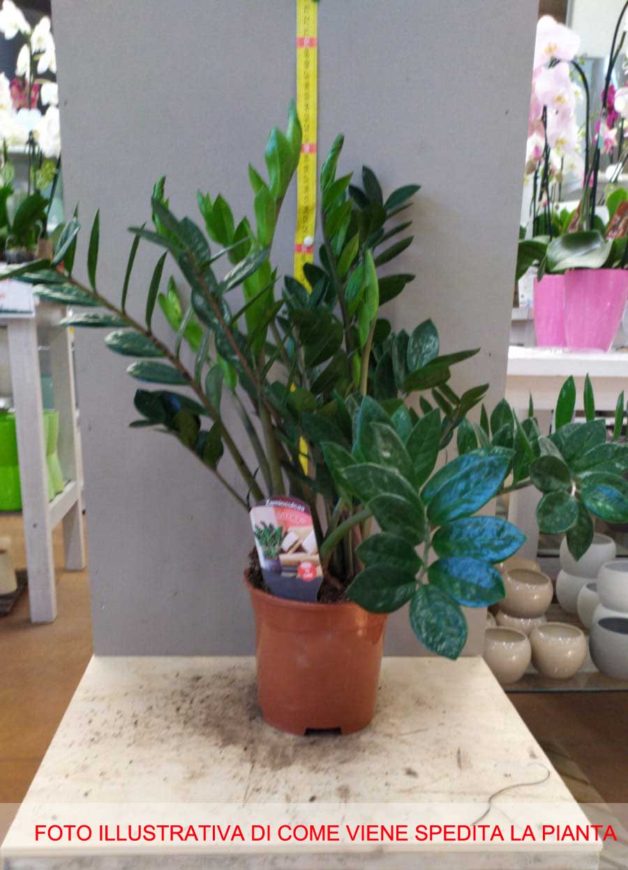 ZAMIOCULCAS IN VASO 17CM