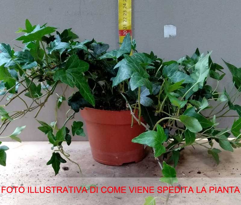HEDERA HELIX SHAMROCK  IN VASO 13CM