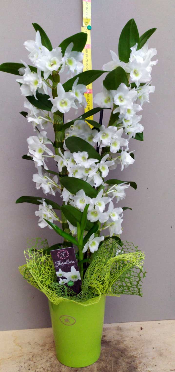 ORCHIDEA DENDROBIUM IN VASO DI CERAMICA 10CM