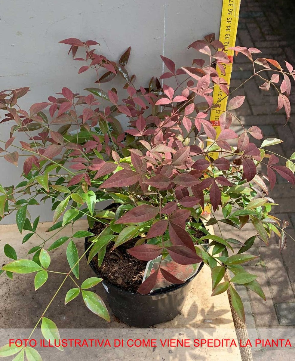 NANDINA DOMESTICA FLIRT VASO 17CM