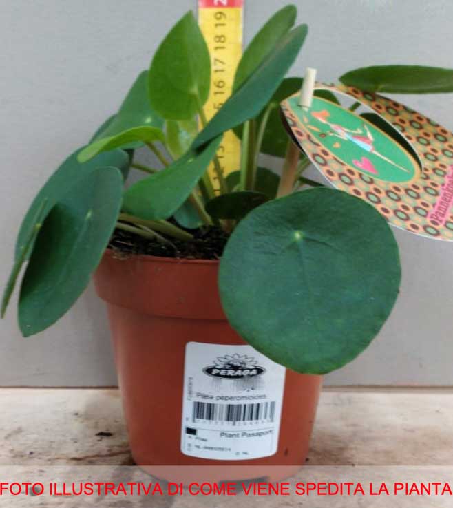 PILEA PEPEROMIOIDES PIANTA DELLE MONETE VASO 15CM