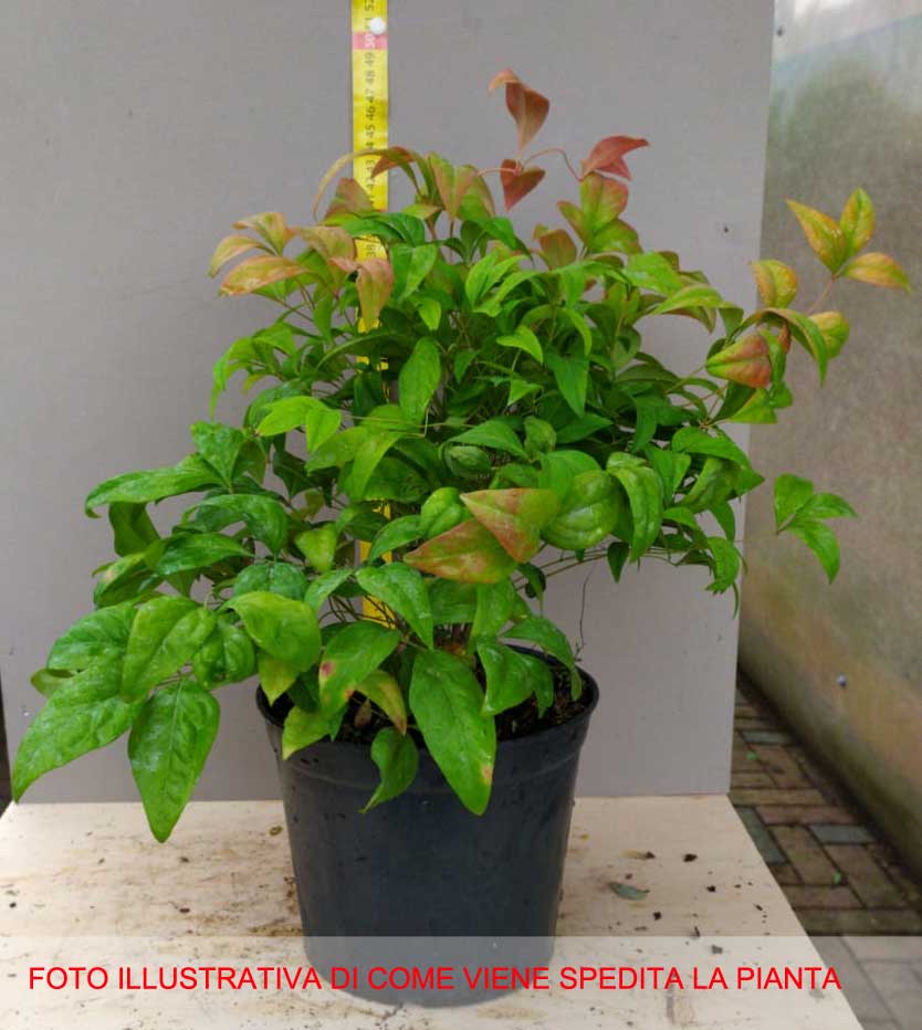 NANDINA DOMESTICA FIRE POWER VASO 18CM