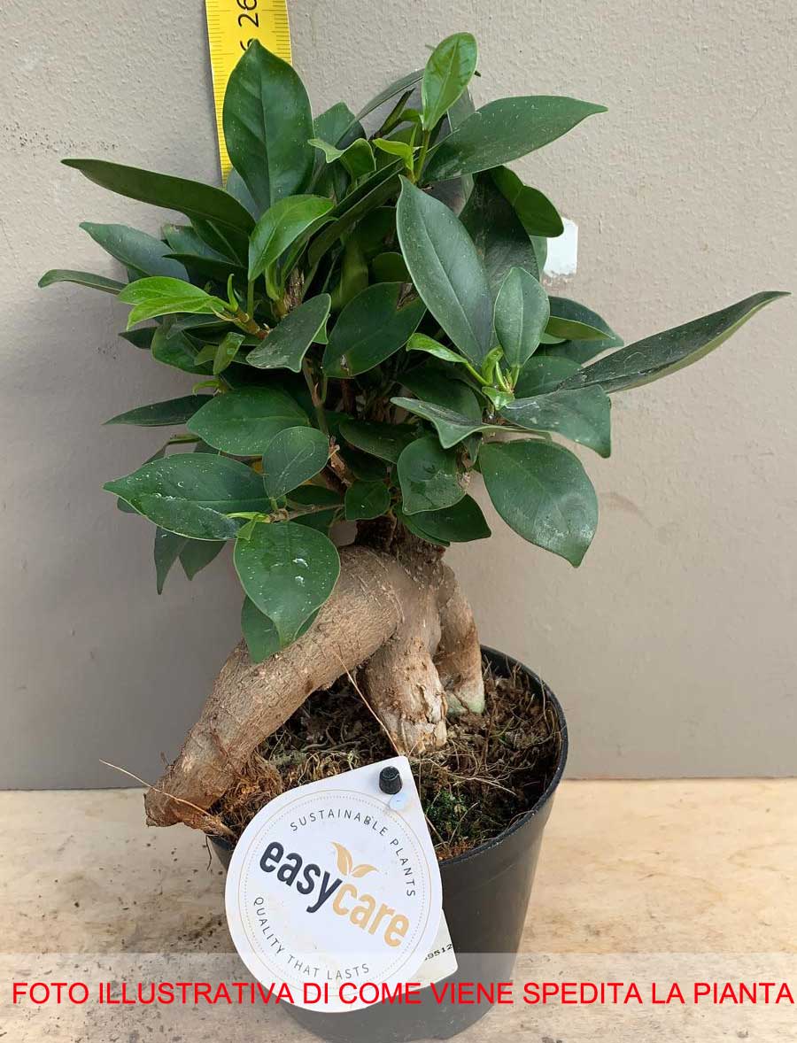 BONSAI FICUS MICROCARPA VASO 11CM