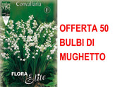 OFFERTA 50 BULBI MUGHETTO BIANCO CONVALLARIA MAJALIS