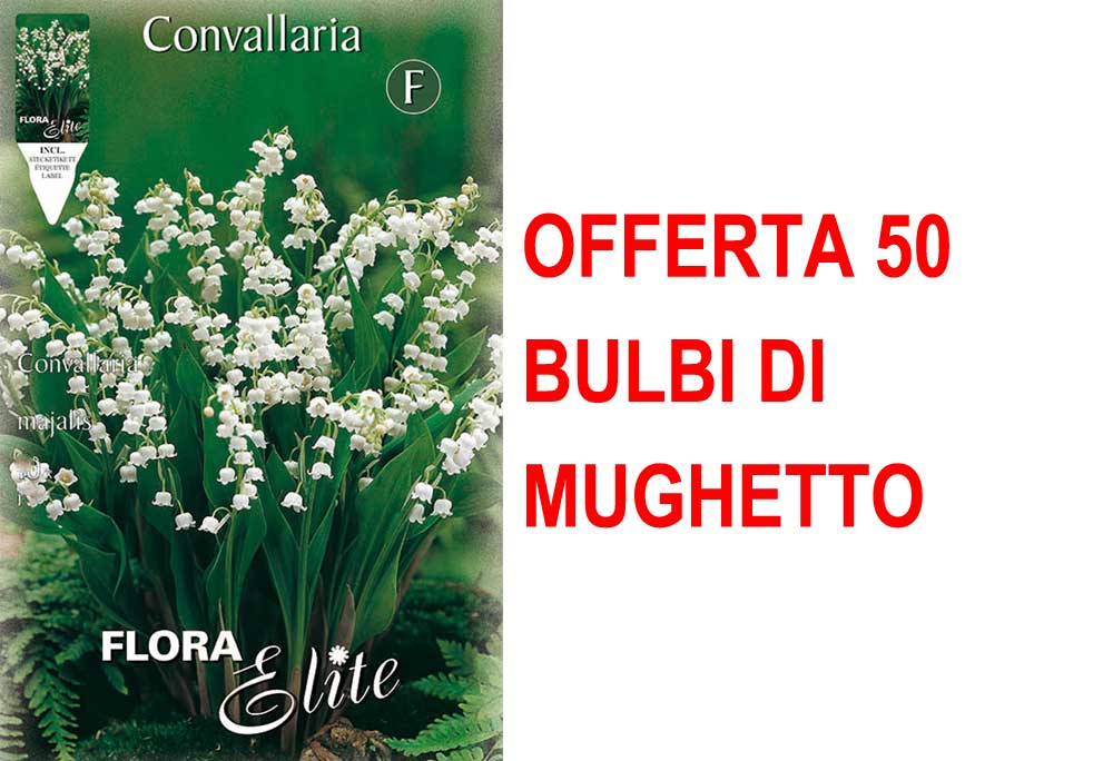 OFFERTA 50 BULBI MUGHETTO BIANCO CONVALLARIA MAJALIS