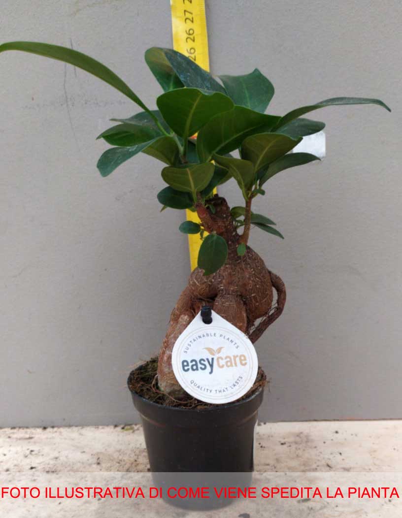 BONSAI FICUS MICROCARPA VASO 9CM