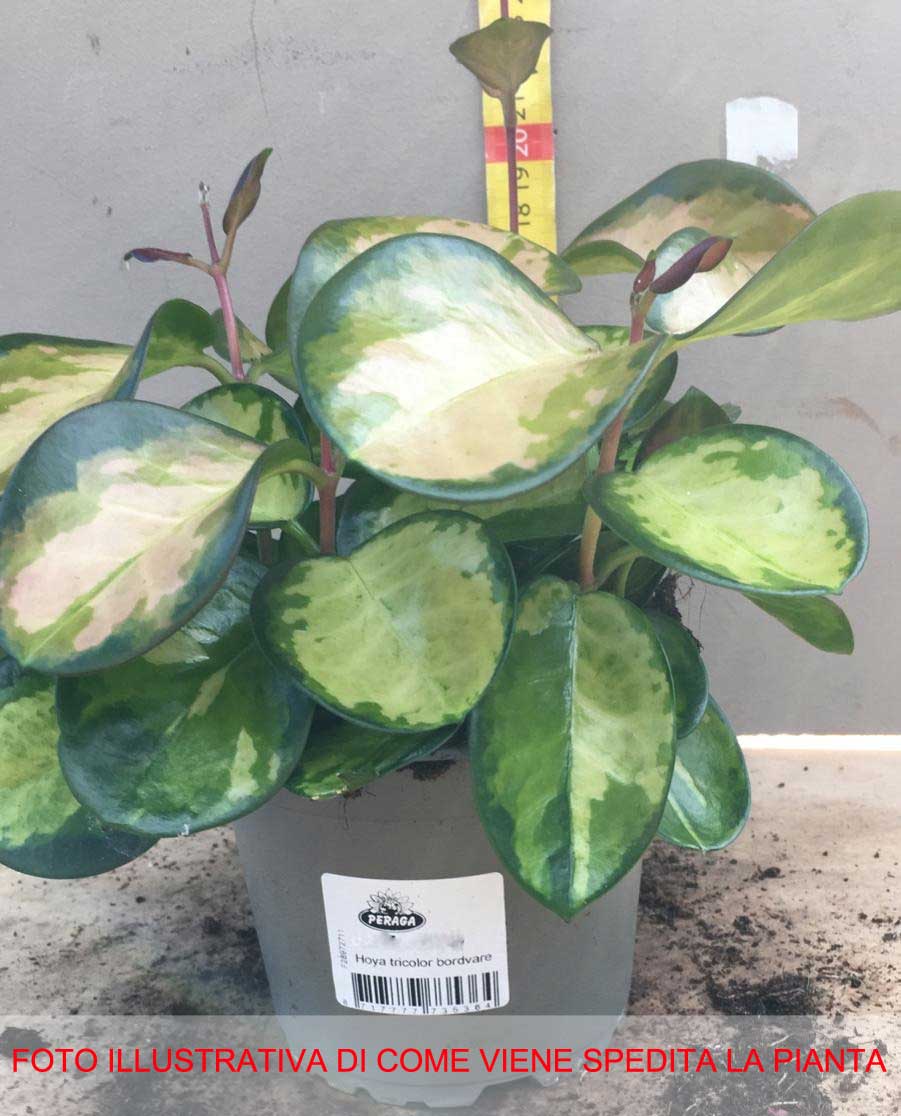 HOYA TRICOLOR BORDVARE VASO 12CM