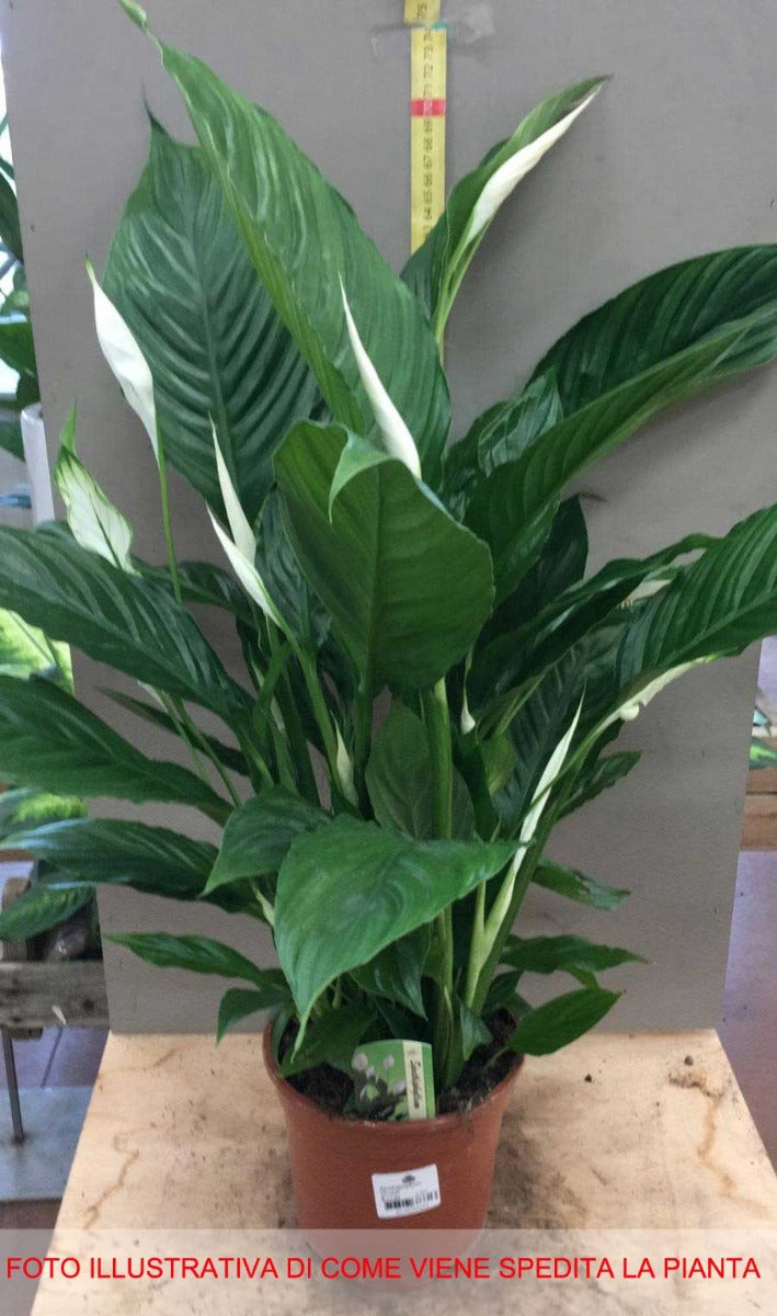 SPATHIPHYLLUM VIVALDI BIANCO VASO 17CM
