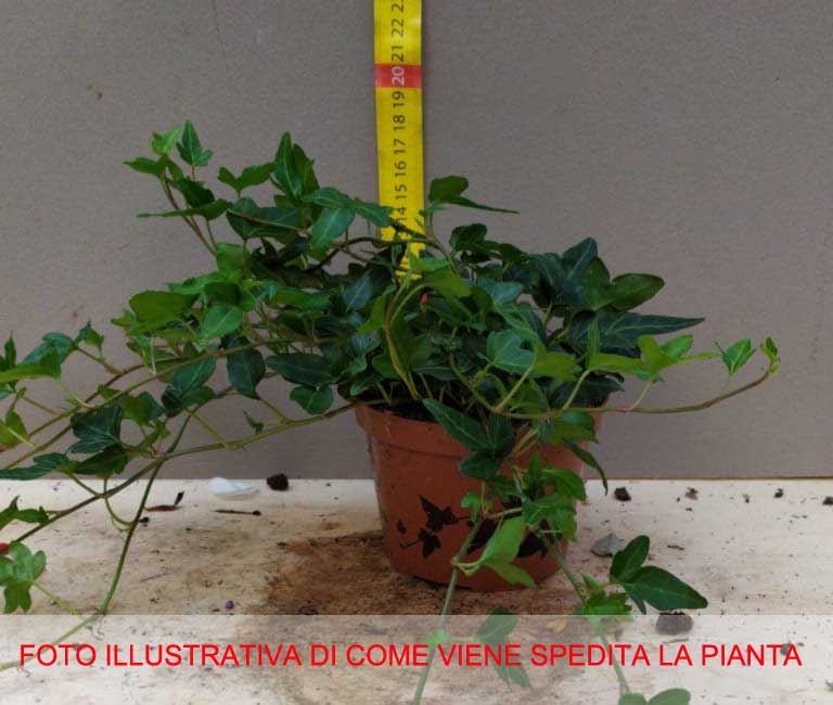 HEDERA HELIX SHAMROCK  IN VASO 10CM