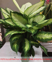 DIEFFENBACHIA CAMILLA VASO 17CM