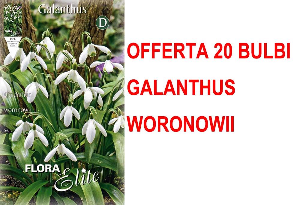 OFFERTA 30 BULBI GALANTHUS WORONOWII