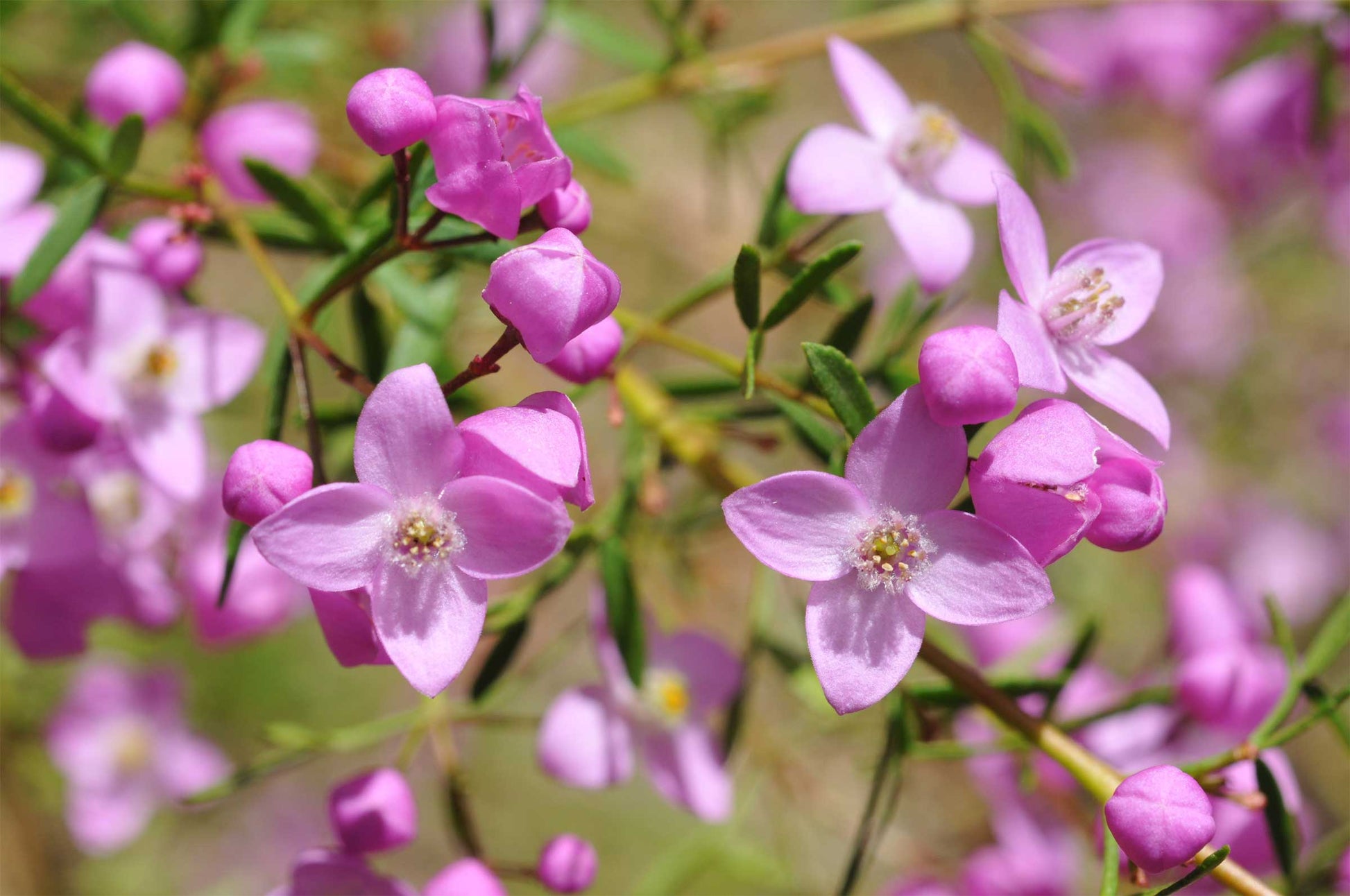 BORONIA CRENULATA IN VASO 14CM