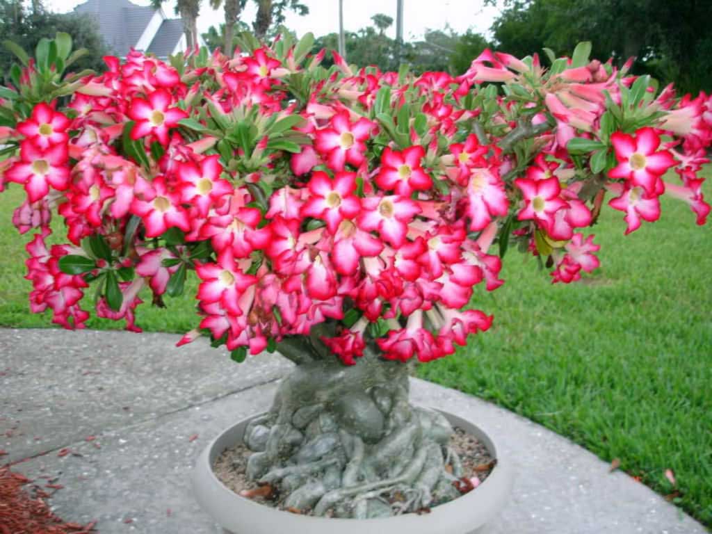 ADENIUM ROSA O ROSA DEL DESERTO VASO 14CM