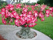 ADENIUM ROSA O ROSA DEL DESERTO VASO 14CM