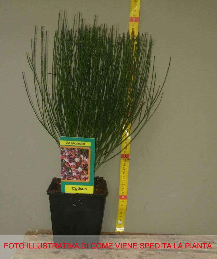 CYTISUS P.ZEELANDIA VASO 14CM