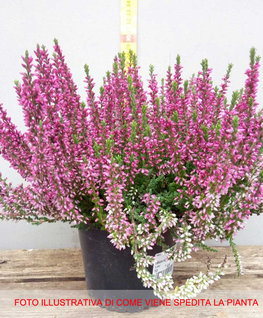 ERICA CALLUNA GARDEN GIRLS LOKI IN VASO 13CM
