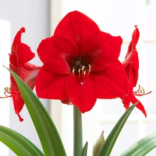 AMARYLLIS RED LIONO ROSSO VASO 12CM