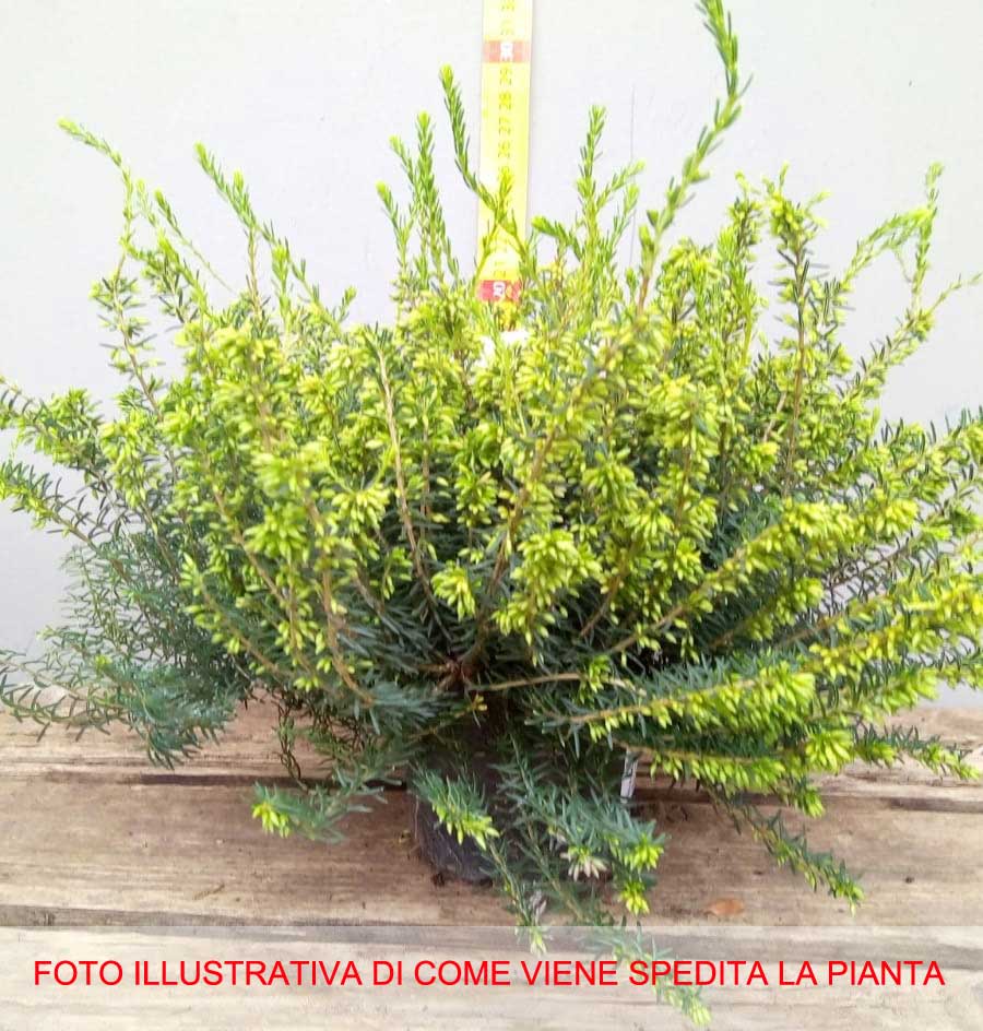 ERICA DARLEYENSIS COLORI ASSORTITI VASO 12CM