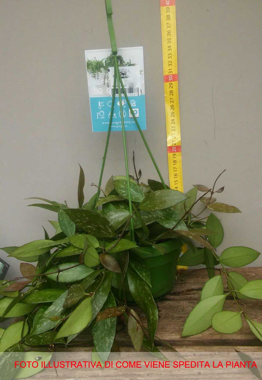 HOYA GRACILIS FIORE DI CERA VASO 14CM