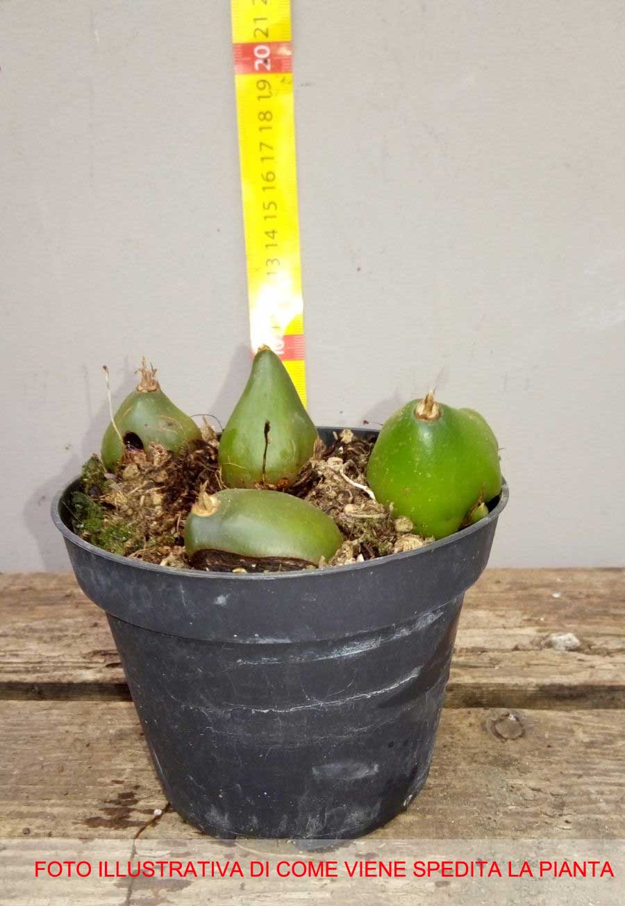 ORCHIDEA DA GIARDINO PLEIONE FORMOSANA ORCHIDEA DI TERRA VASO 10.5CM