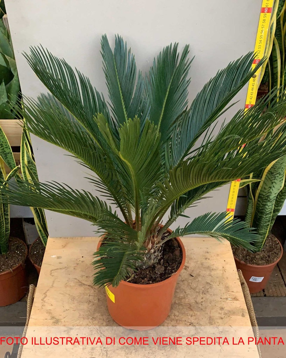 CYCAS REVOLUTA PALMA NANA VASO 18CM