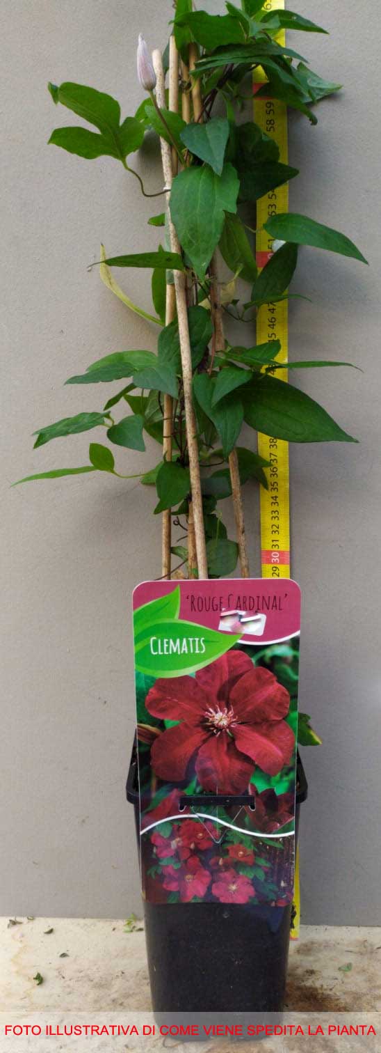 CLEMATIS ROUGE CARDINAL VASO 16CM