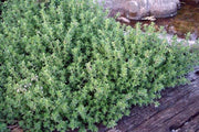 THYMUS CITRIODORUS AL LIMONE IN VASO 14CM