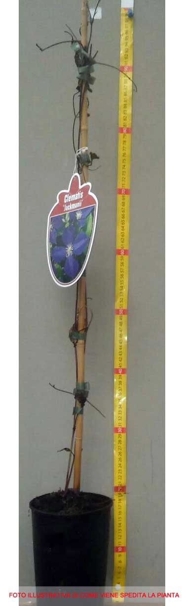 CLEMATIDE CLEMATIS JACK. JACKMANII (1 PIANTA) VASO 16CM
