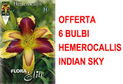 OFFERTA 6 BULBI HEMEROCALLIS INDIAN SKY