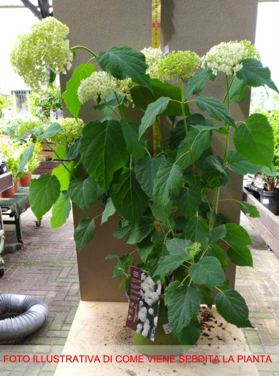 ORTENSIA HYDRANGEA ARBORESCENS ANNABELLE VASO 18CM