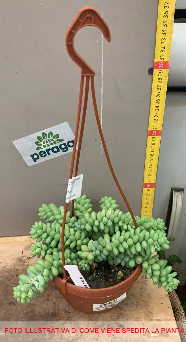 1 PIANTA GRASSA DI SEDUM BURRITO VASO 14CM
