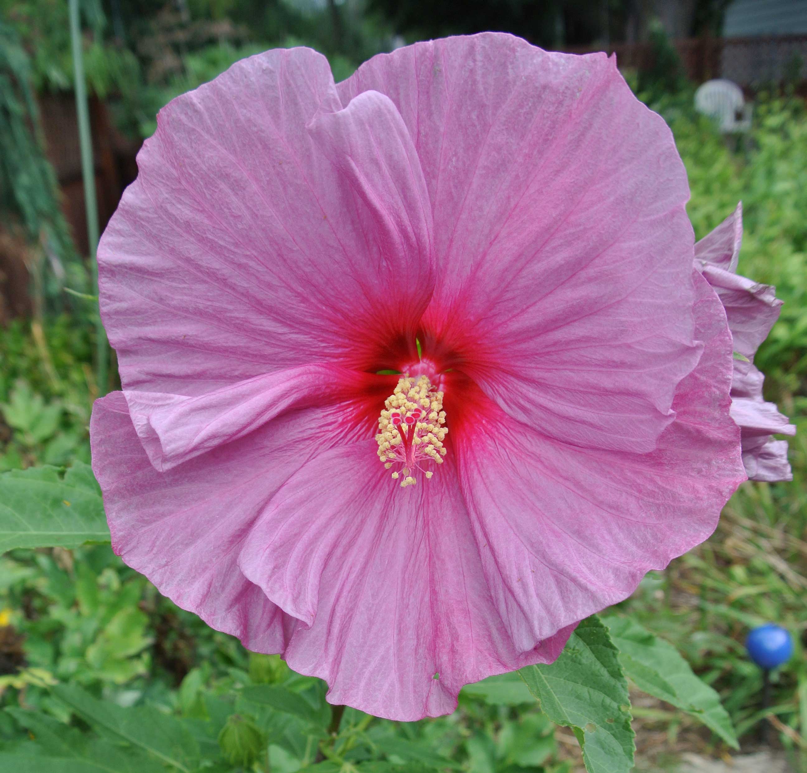 HIBISCUS IBISCO MOSCHEUTOS COLORE ASSORTITO IN VASO 23CM