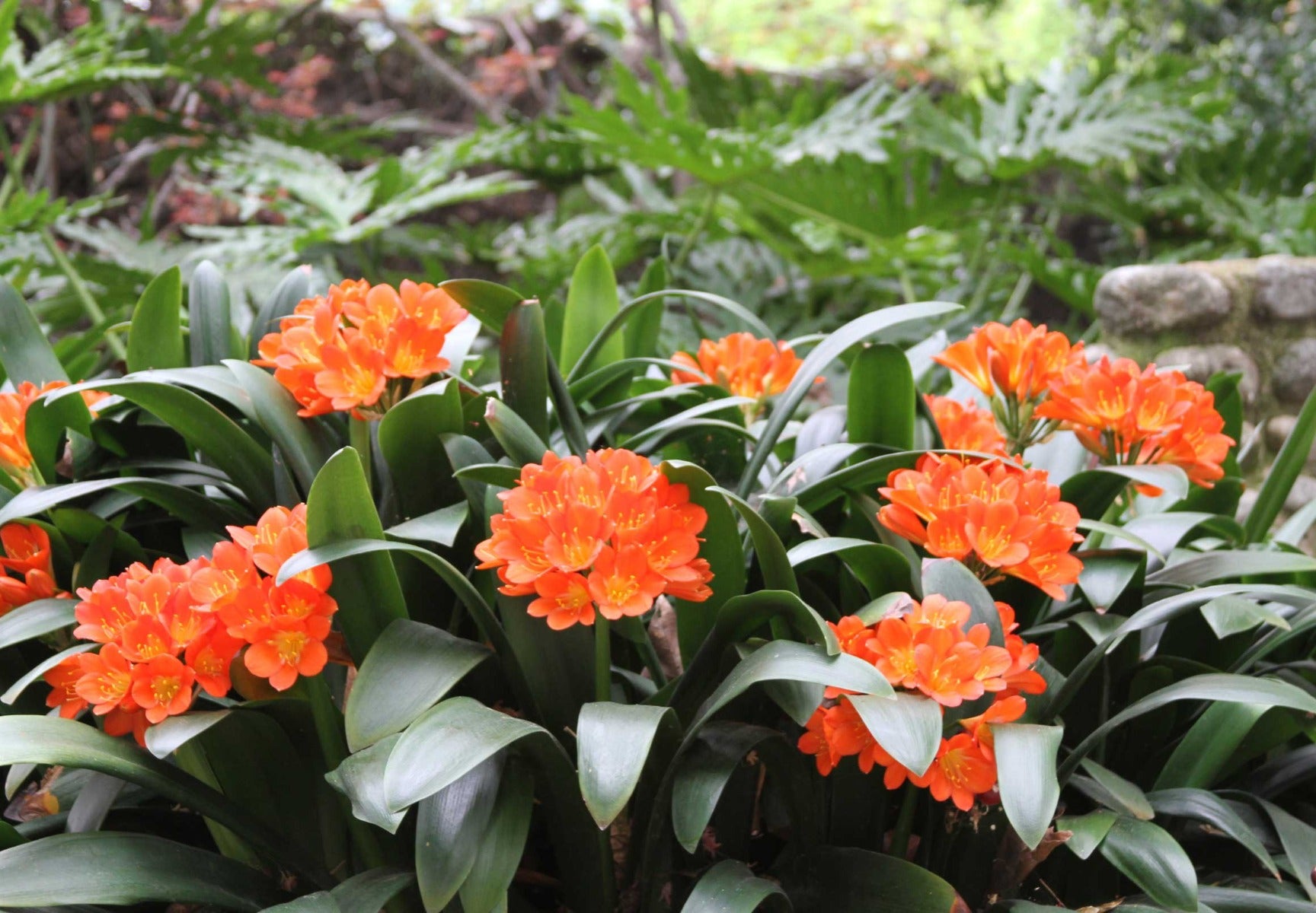 CLIVIA MINIATA IN VASO 13CM ARANCIONE O GIALLA