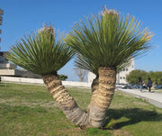 DASYLIRION SERRATIFOLIUM VASO 23CM