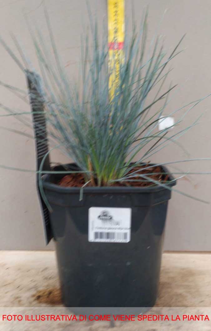 FESTUCA ELIJAHBLUE IN VASO 15CM