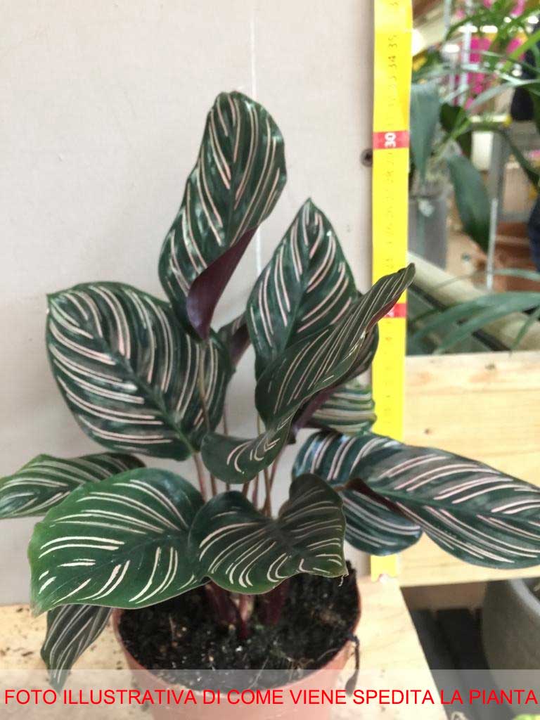 CALATHEA MARANTA ORNATA IN VASO 12CM