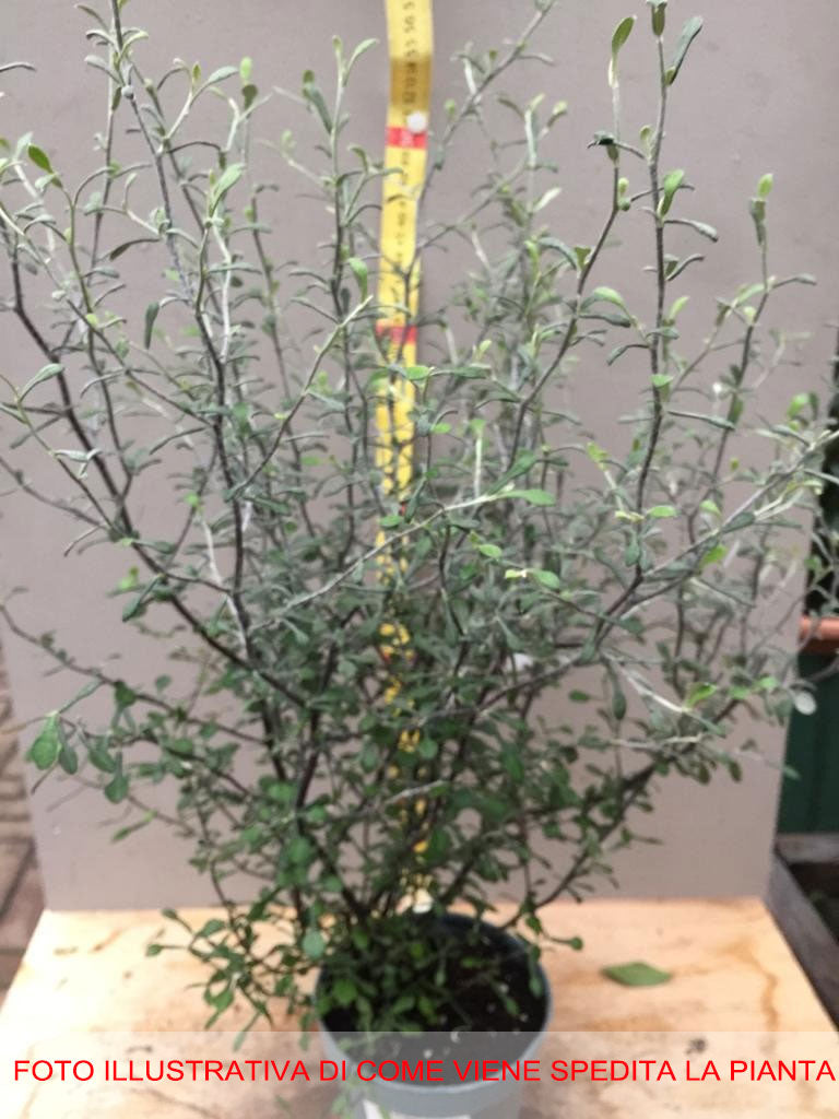 COROKIA MAORI SILVER VASO 14CM