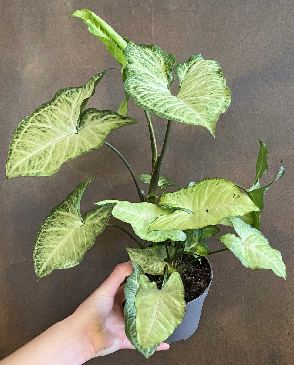 SYNGONIUM SUPRISE VASO 13CM