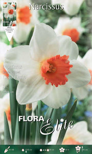 NARCISO LARGE-CUPPED COOL FLAME (CONFEZIONE DA 5 BULBI)