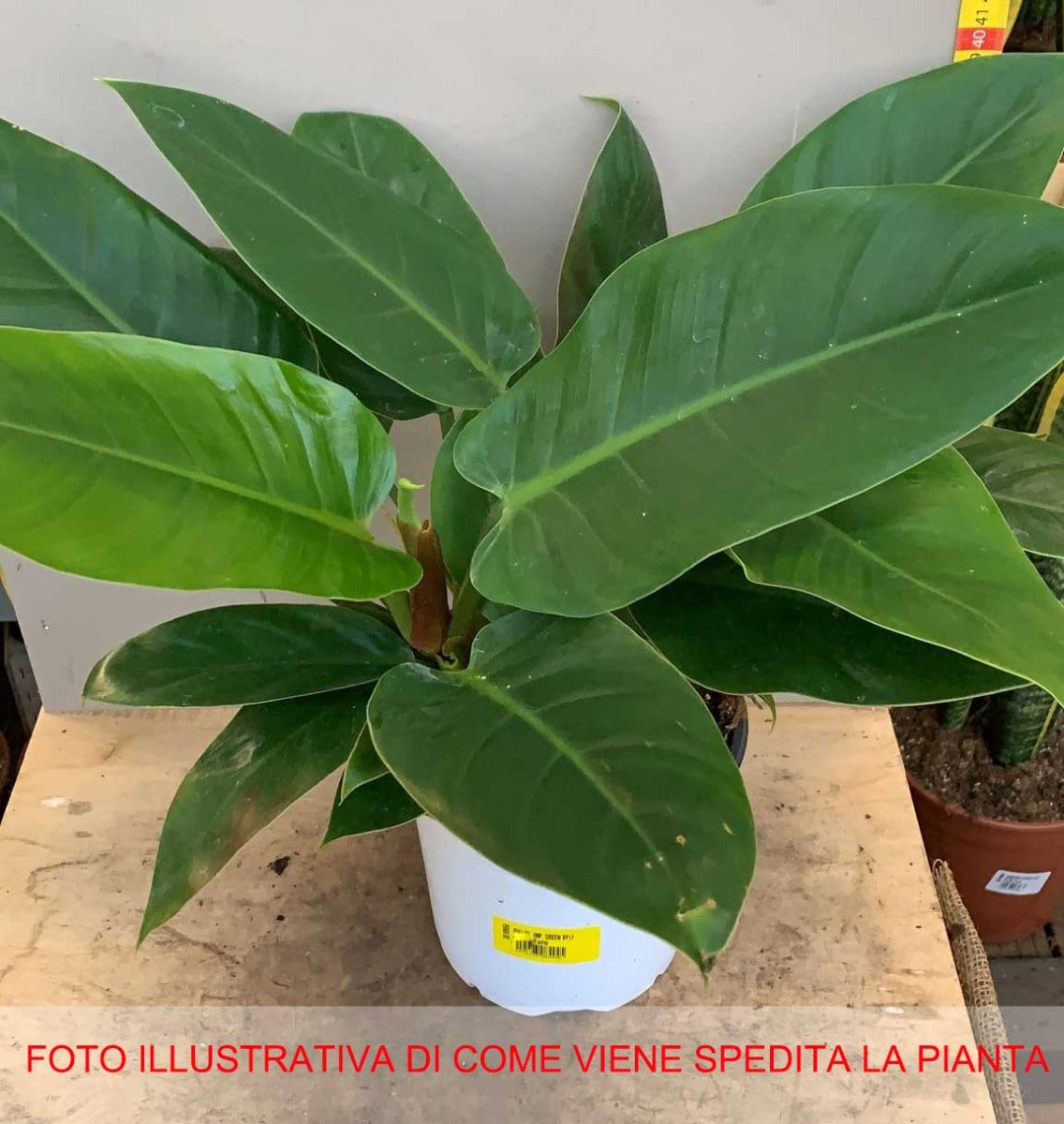 PHILODENDRON IMPERIAL GREEN VASO 17CM