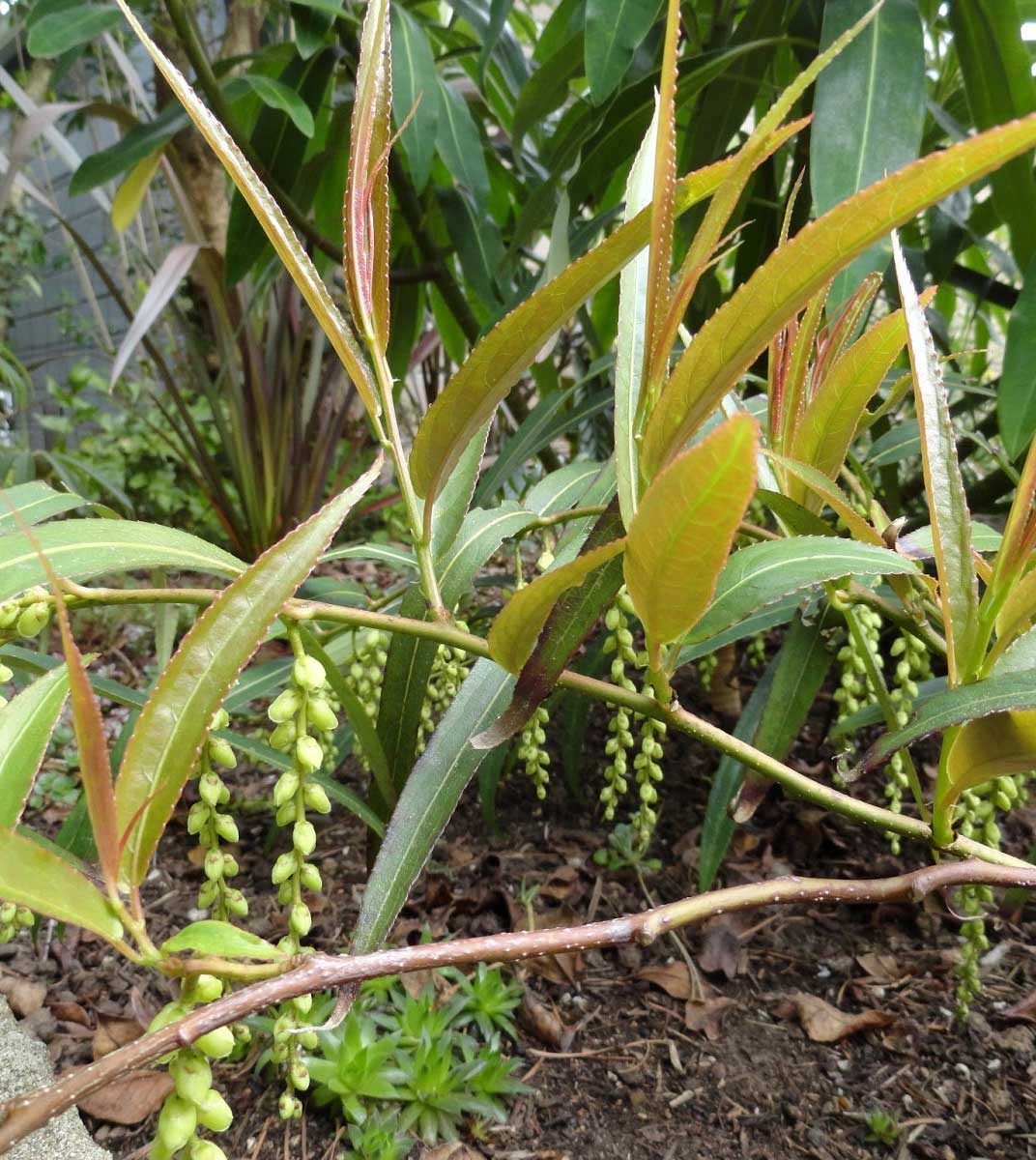 STACHYURUS SALICIFOLIA VASO 17CM