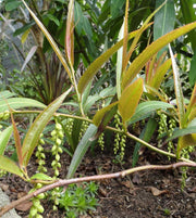 STACHYURUS SALICIFOLIA VASO 17CM