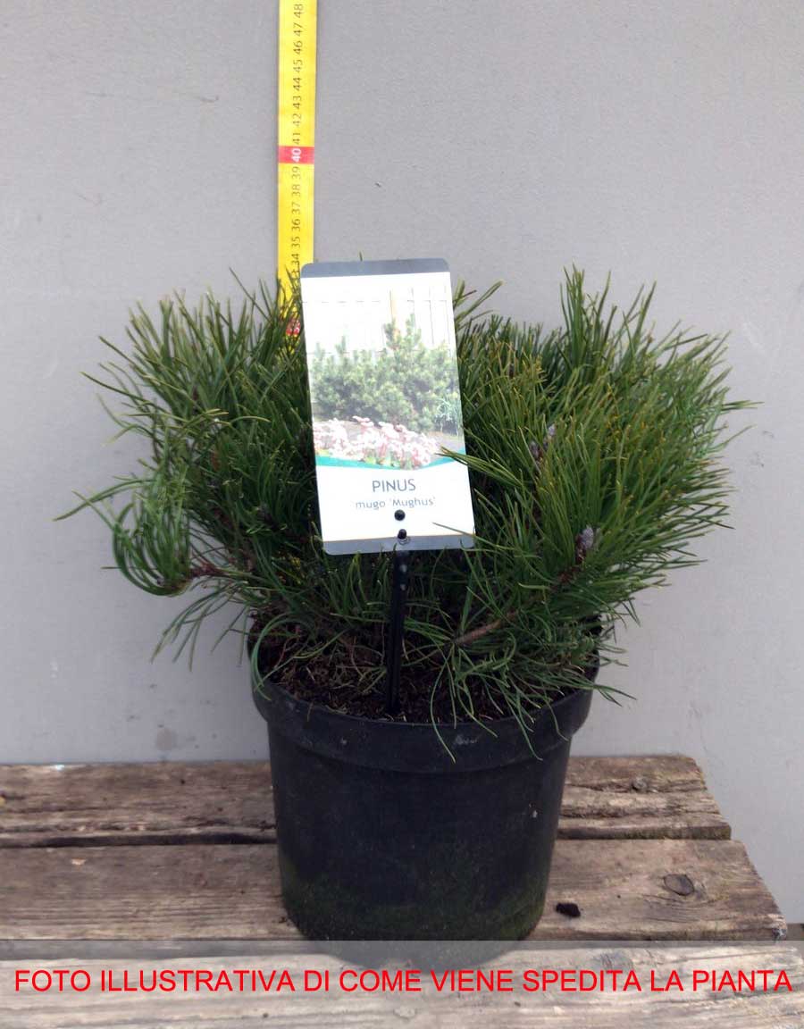 PINUS MUGO MUGHUS PINO NANO VASO 19CM