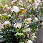 HELLEBORUS WINTER BELLS ROSA DI NATALE VASO 23CM