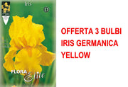OFFERTA 3 BULBI IRIS GERMANICA YELLOW