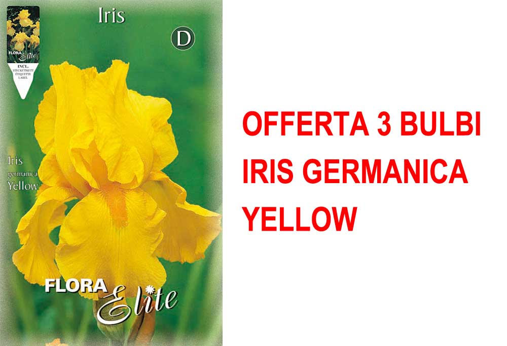OFFERTA 3 BULBI IRIS GERMANICA YELLOW