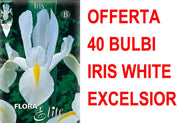 OFFERTA 40 BULBI IRIS HOLLANDICA WHITE EXCELSIOR