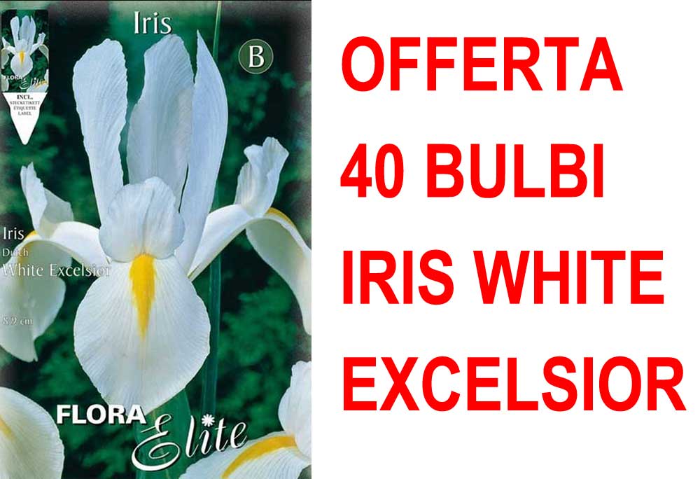 OFFERTA 40 BULBI IRIS HOLLANDICA WHITE EXCELSIOR