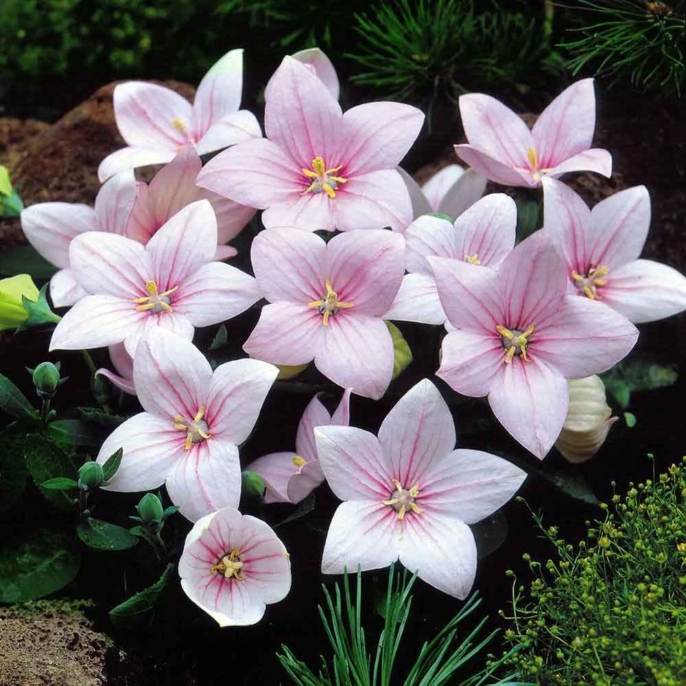 PLATYCODON  ROSA CAMPANULA VASO 12CM